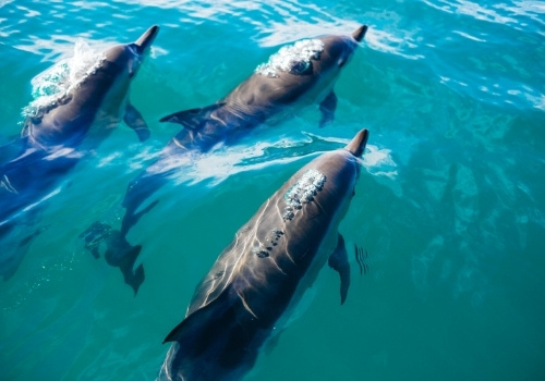 Beobachte Delphine auf der Schnorcheltour von Hurghada aus beim Ausflug am Roten Meer