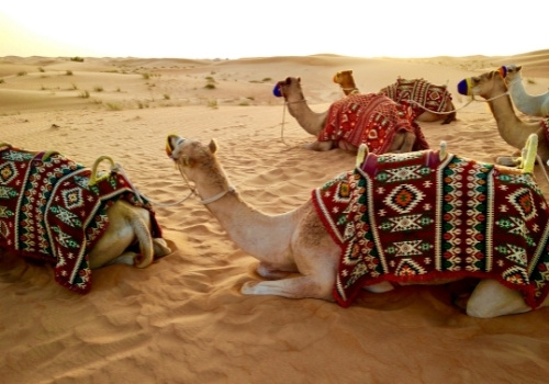 Entdecke Ägyptens Wüste bei einem orientalischem Abend