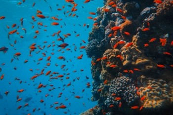 Entdecke die Unterwasserwelt beim Schnorcheln am Roten Meer