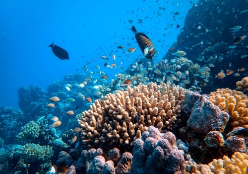 St. John Reef im Roten Meer als Tauchplatz